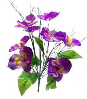 Орхидея ОРХ06