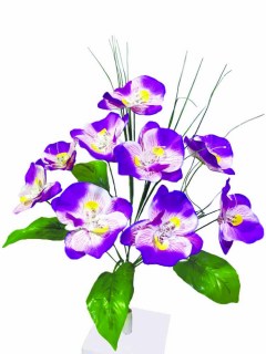 Орхидея ОРХ11